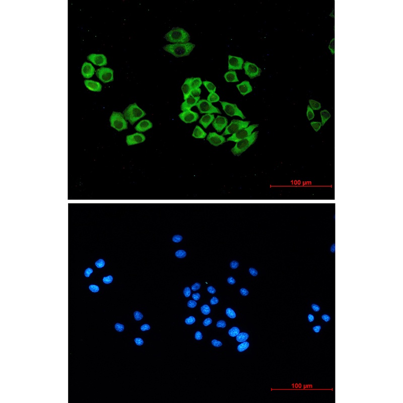 GAPDH Antibody