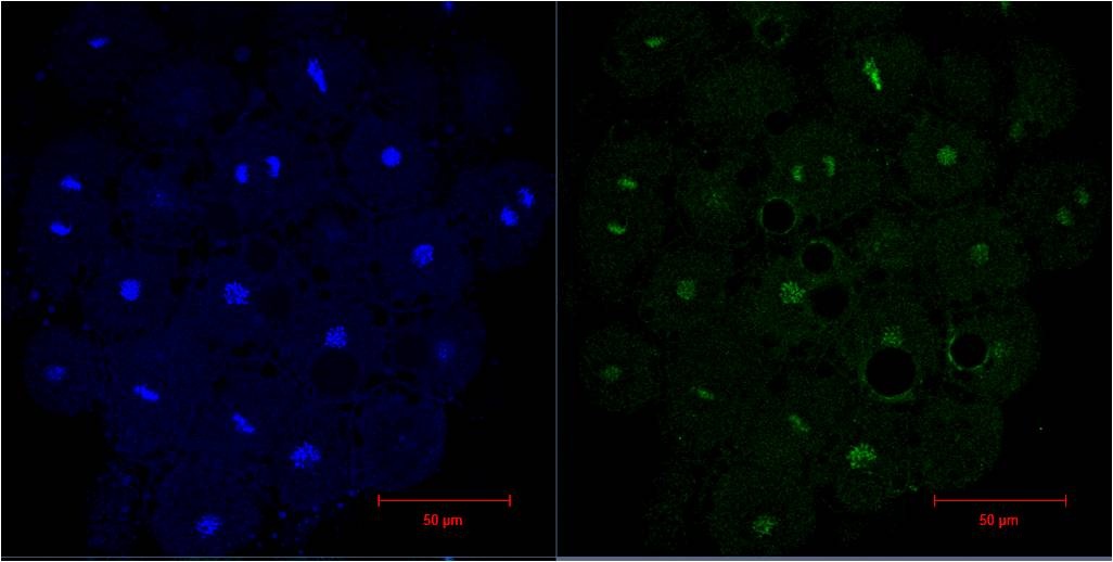 Histone H3 (6G2) Mouse mAb
