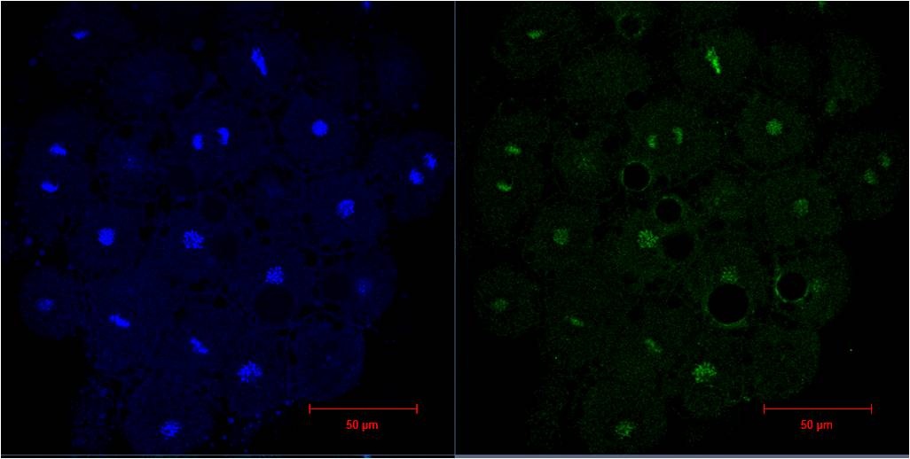 H3C1 Antibody