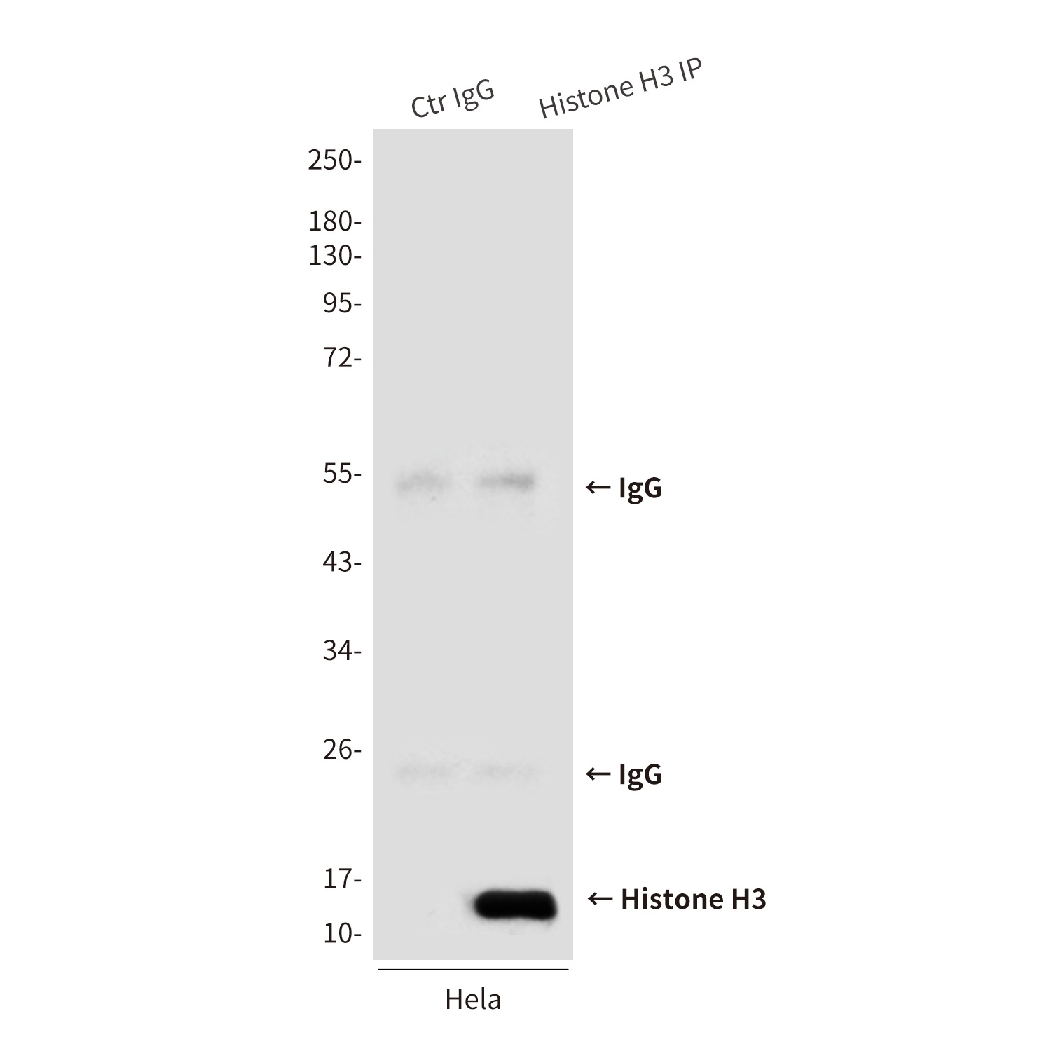 Histone H3 (6G2) Mouse mAb