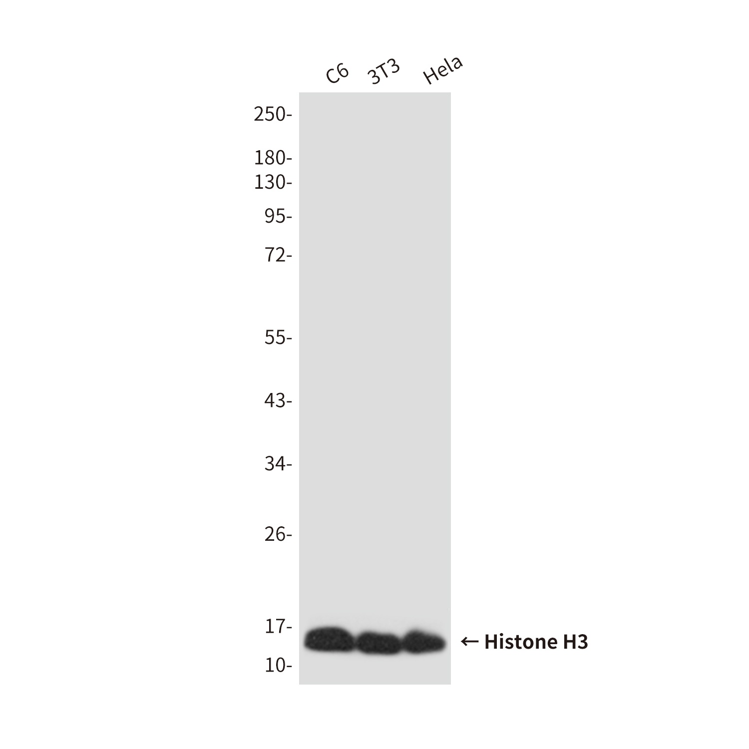 Histone H3 (6G2) Mouse mAb