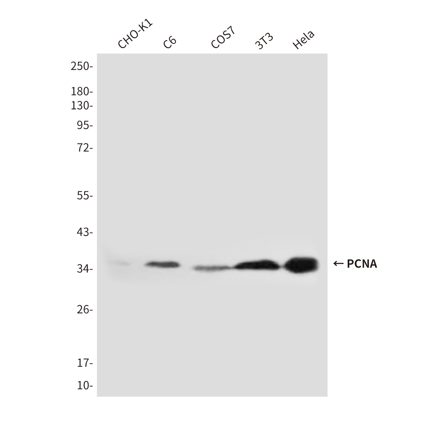 PCNA (2E1) Mouse mAb