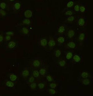 PCNA (2E1) Mouse mAb