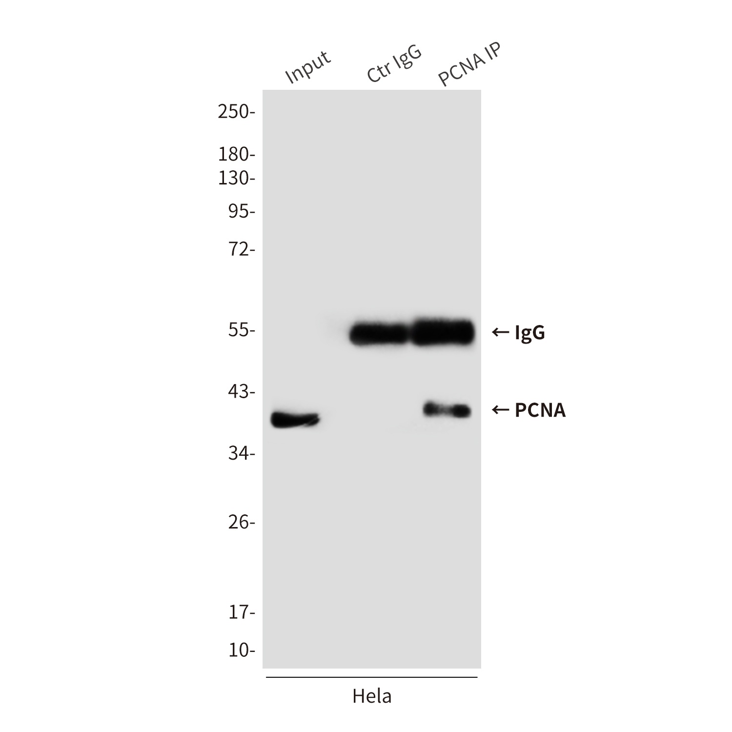 PCNA (2E1) Mouse mAb