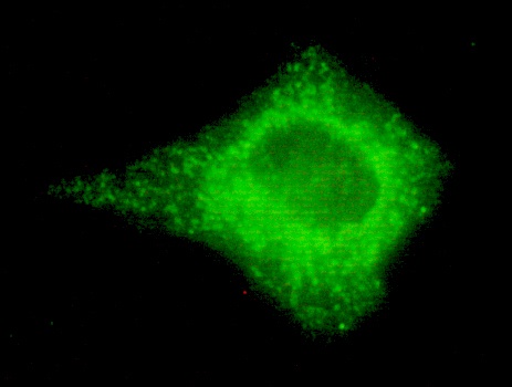 COX IV (4D11) Mouse mAb