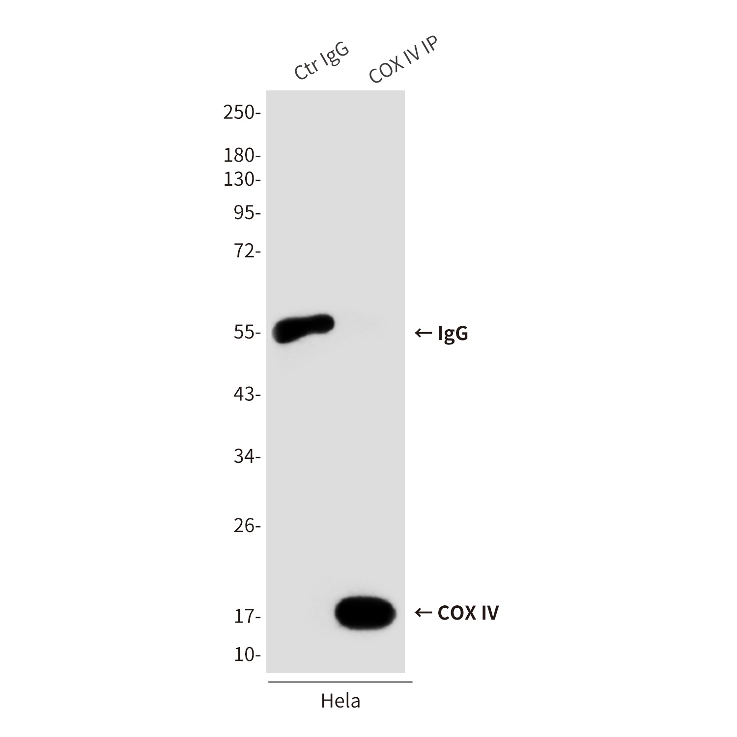 COX IV (4D11) Mouse mAb