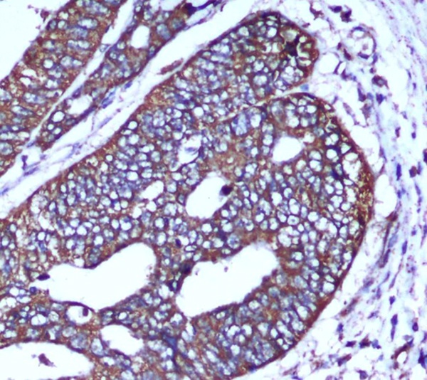 COX IV (4D11) Mouse mAb