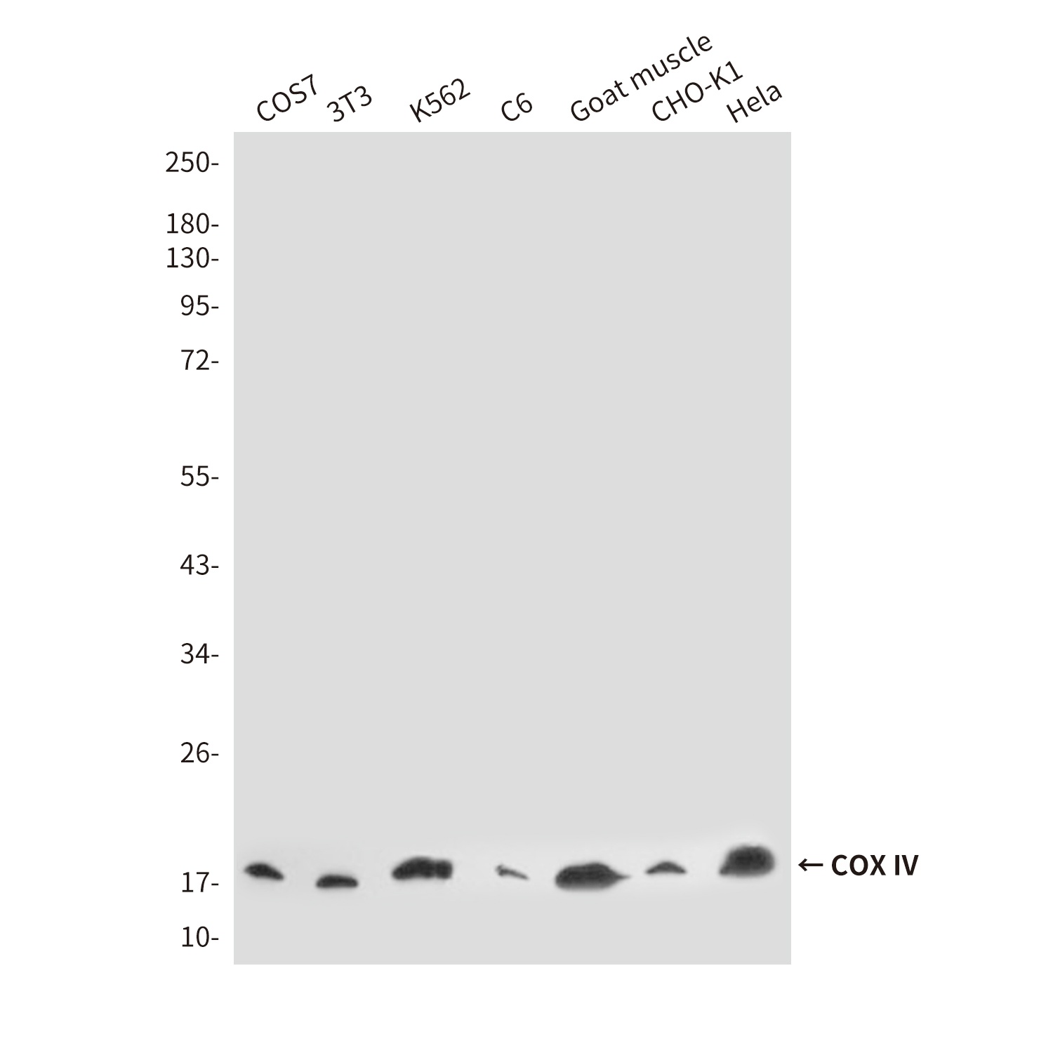 COX IV (4D11) Mouse mAb