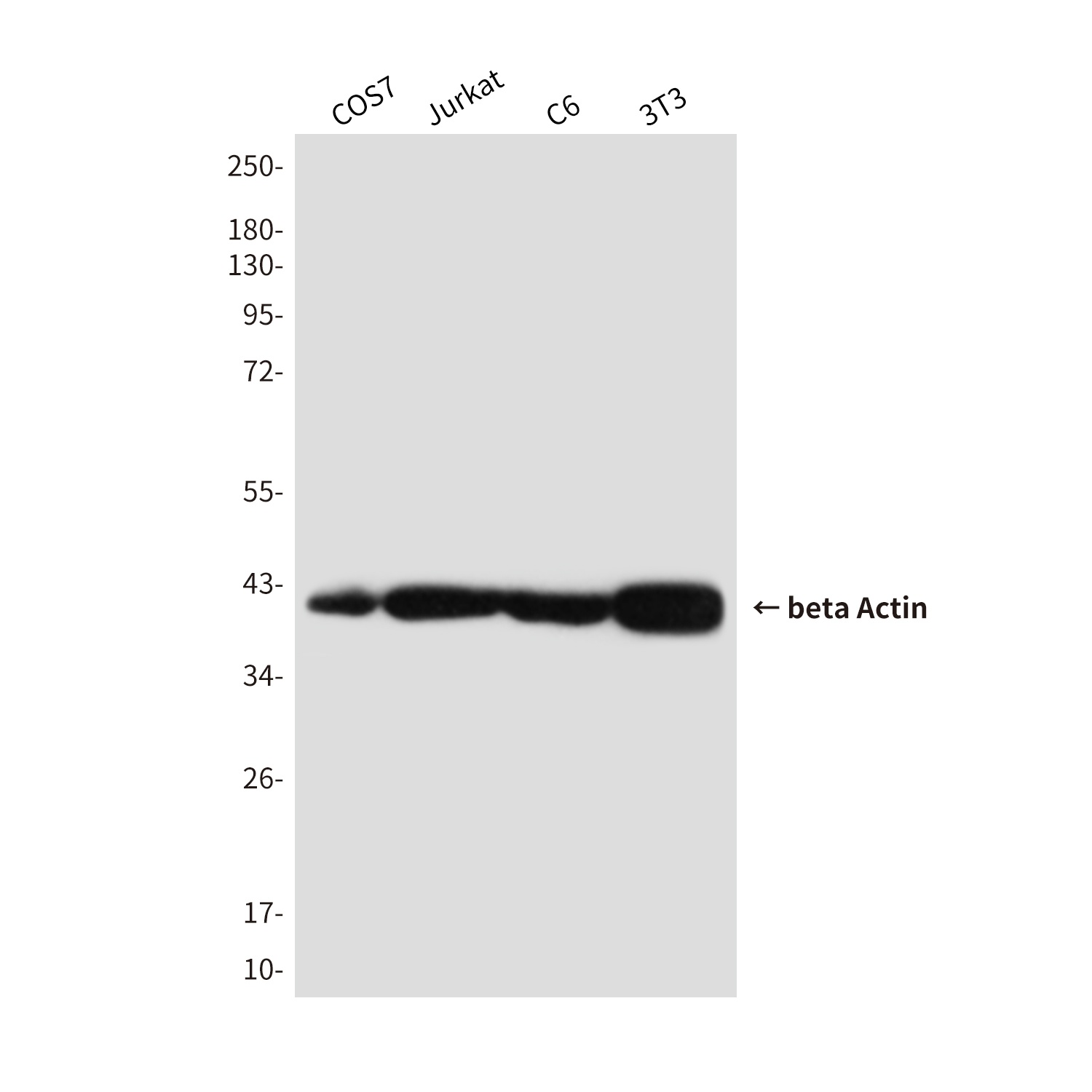 ACTB Antibody