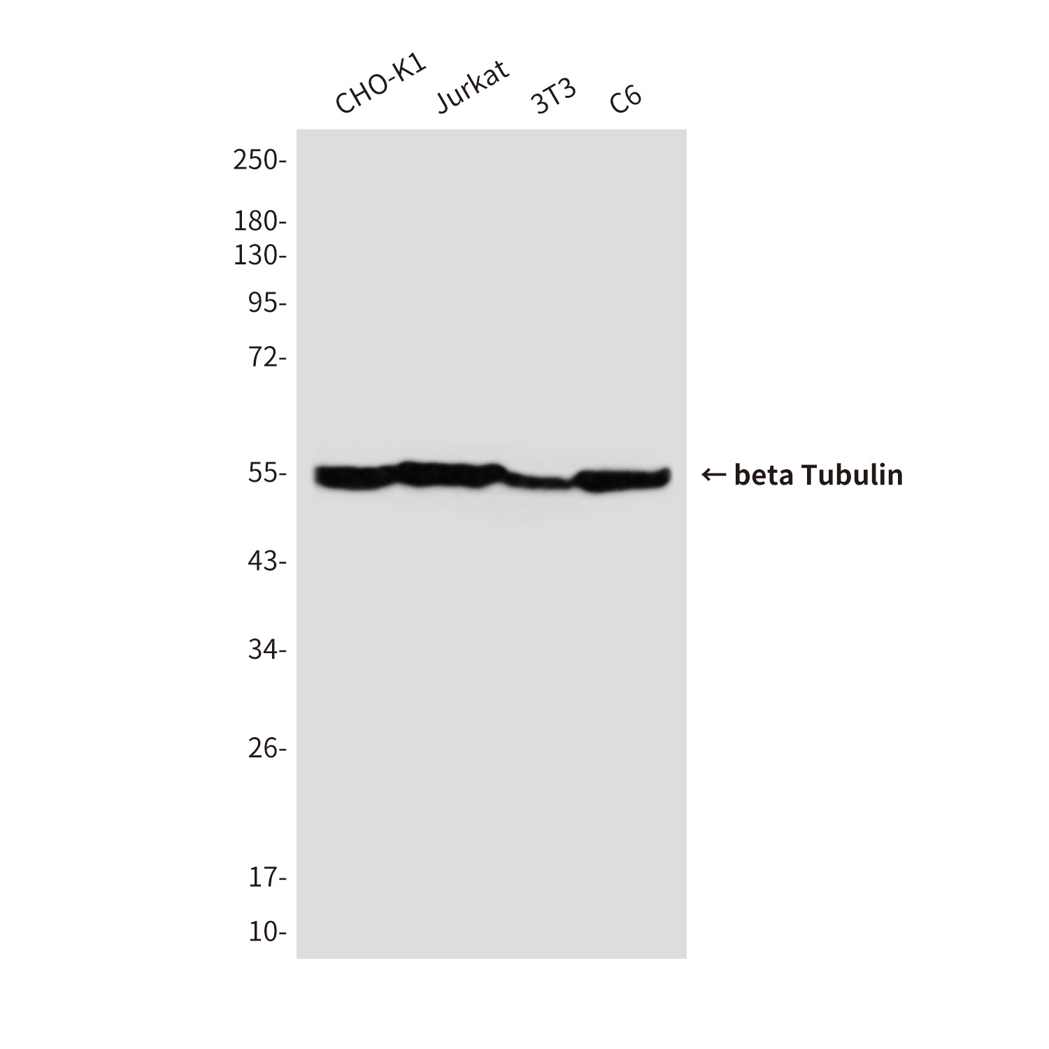 beta Tubulin (6D8) Mouse mAb