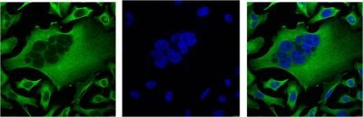 beta Tubulin (6D8) Mouse mAb