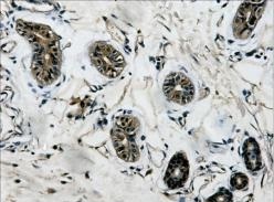 beta Tubulin (6D8) Mouse mAb