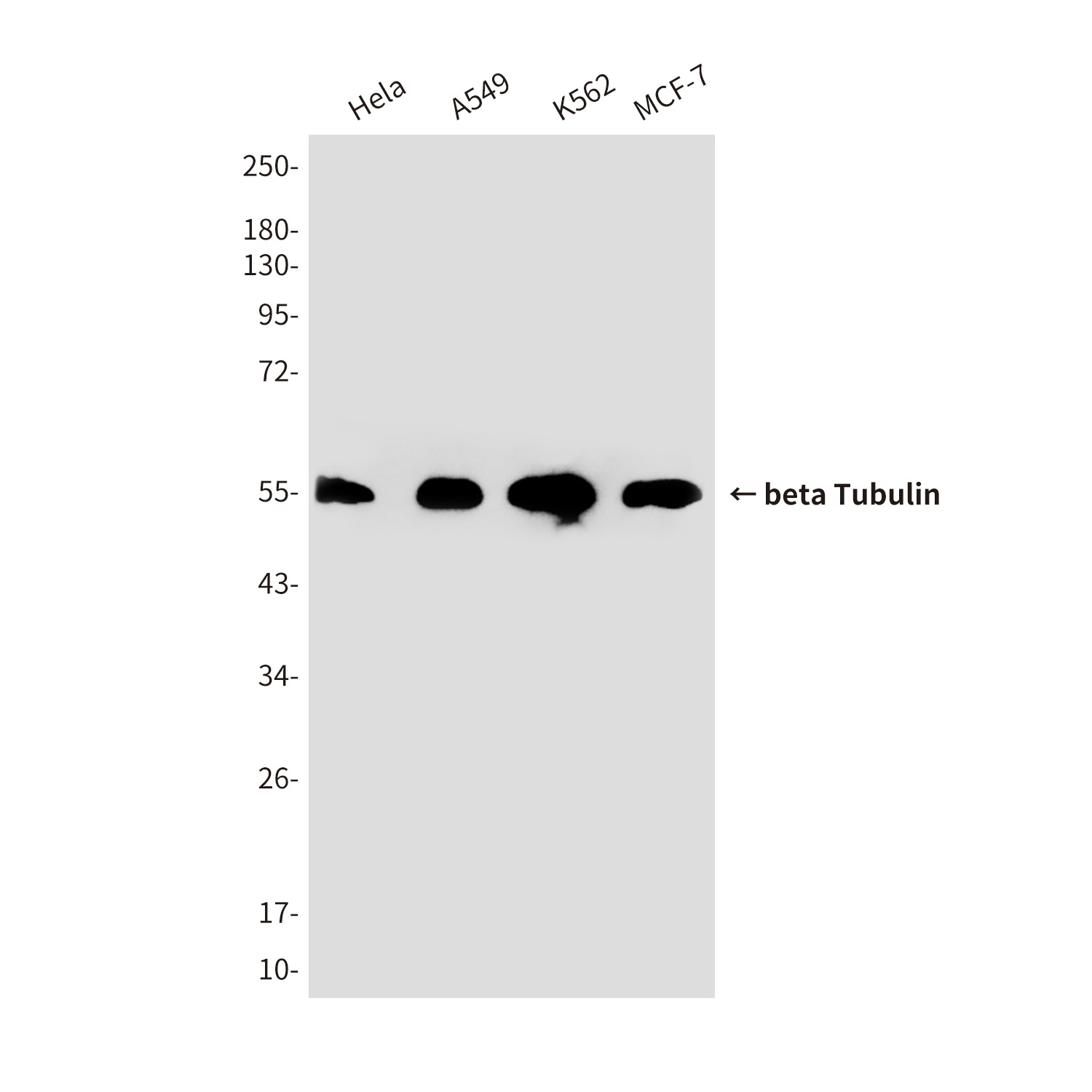 beta Tubulin (6D8) Mouse mAb