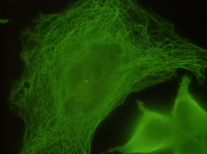 beta Tubulin (1E1) Mouse mAb