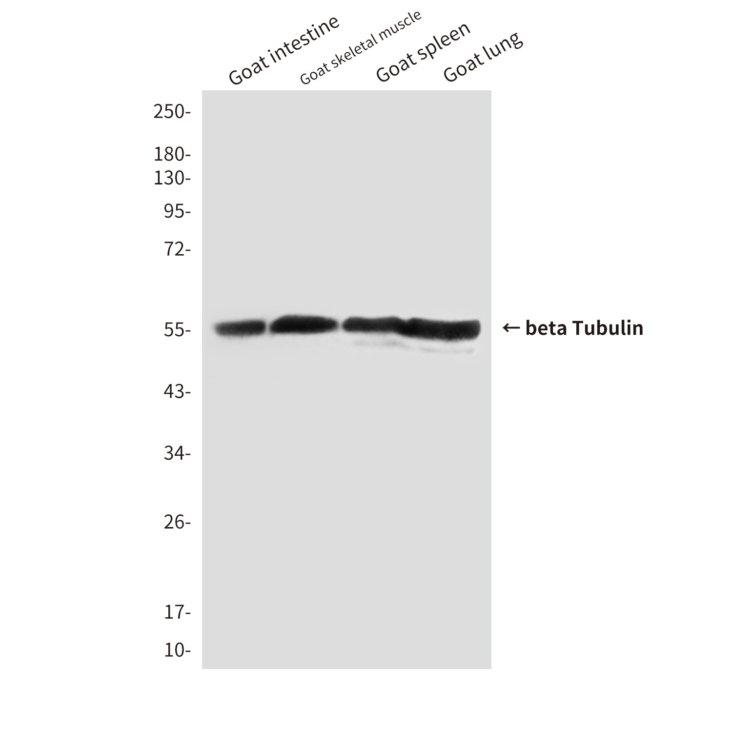 beta Tubulin (1E1) Mouse mAb