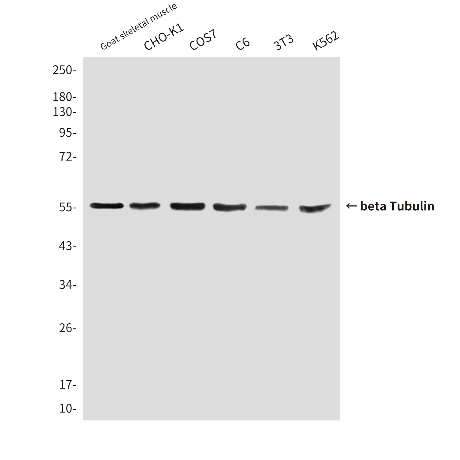 beta Tubulin (1E1) Mouse mAb