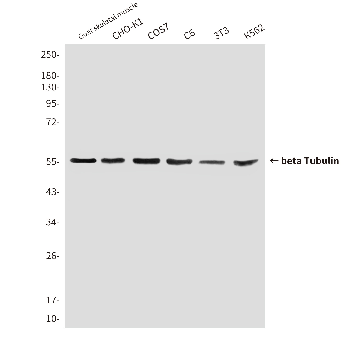 TUBB Antibody