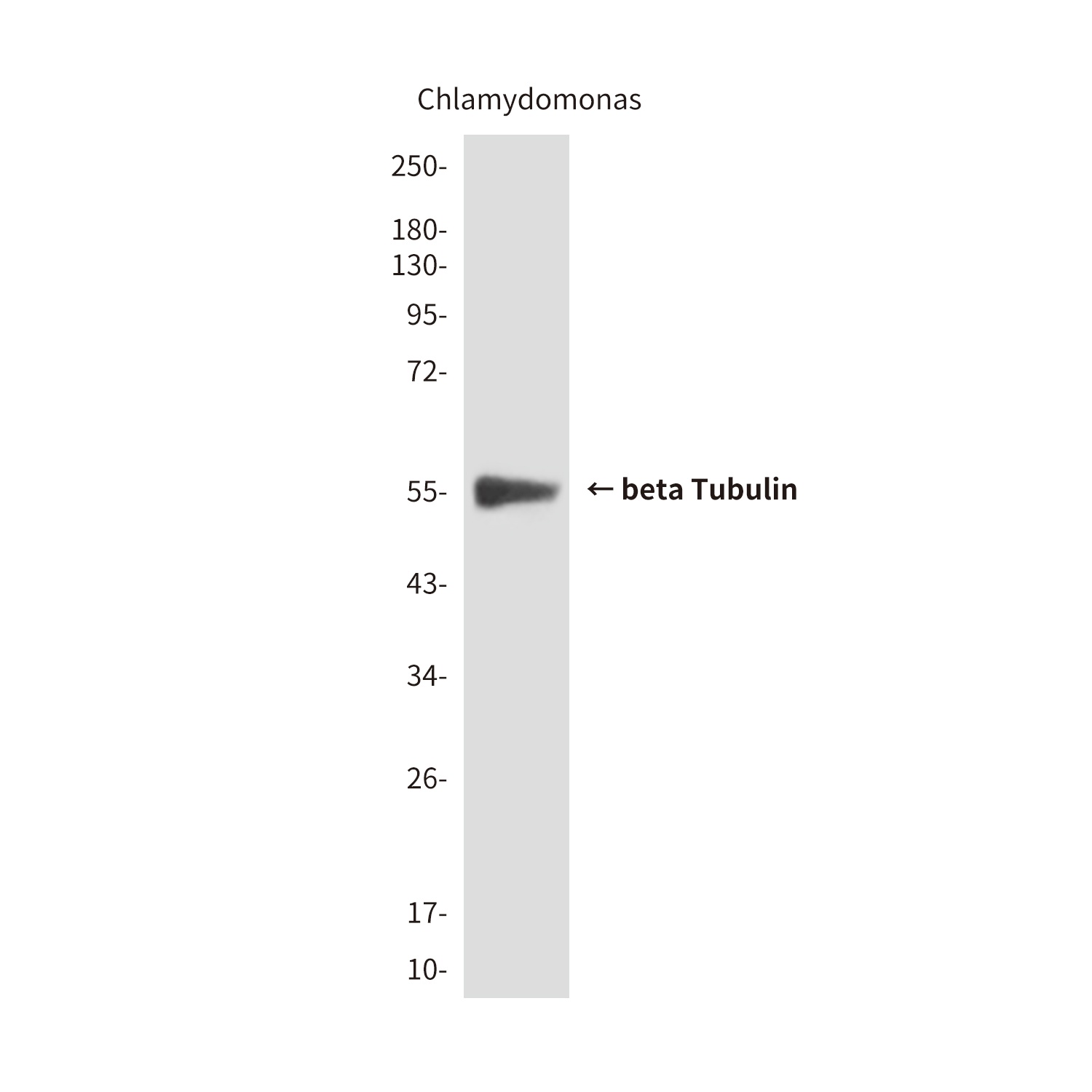beta Tubulin (1E1) Mouse mAb