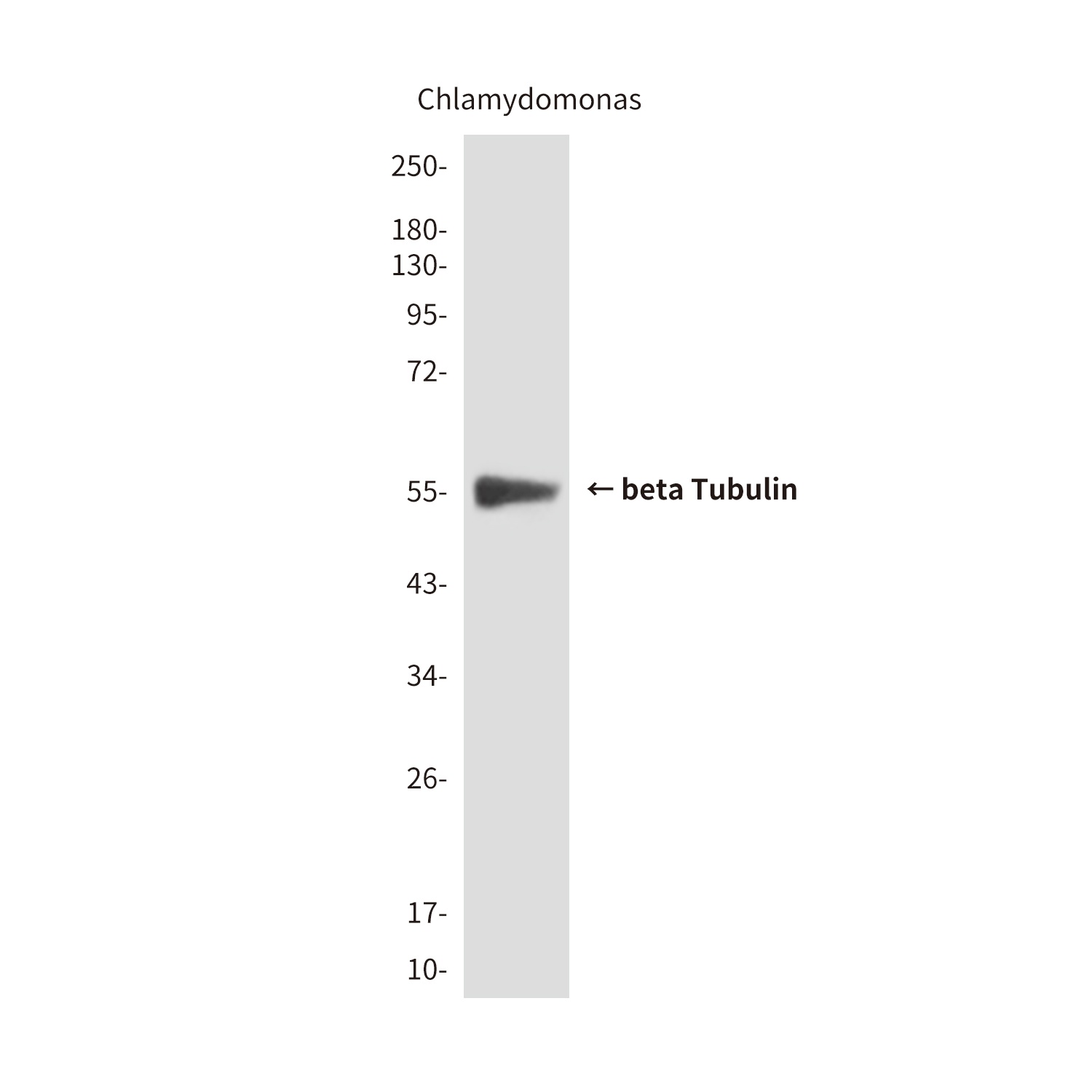 TUBB Antibody