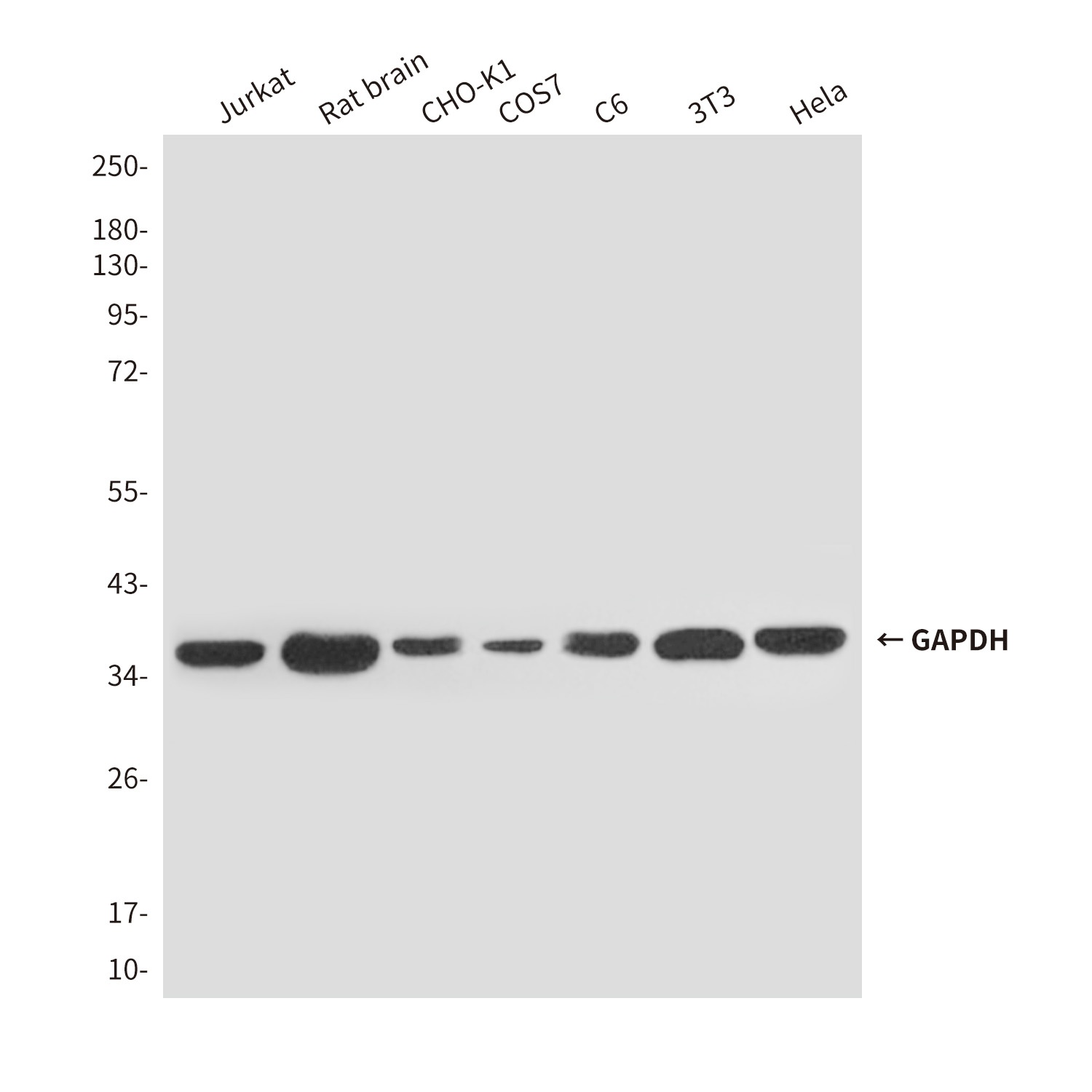 GAPDH Antibody