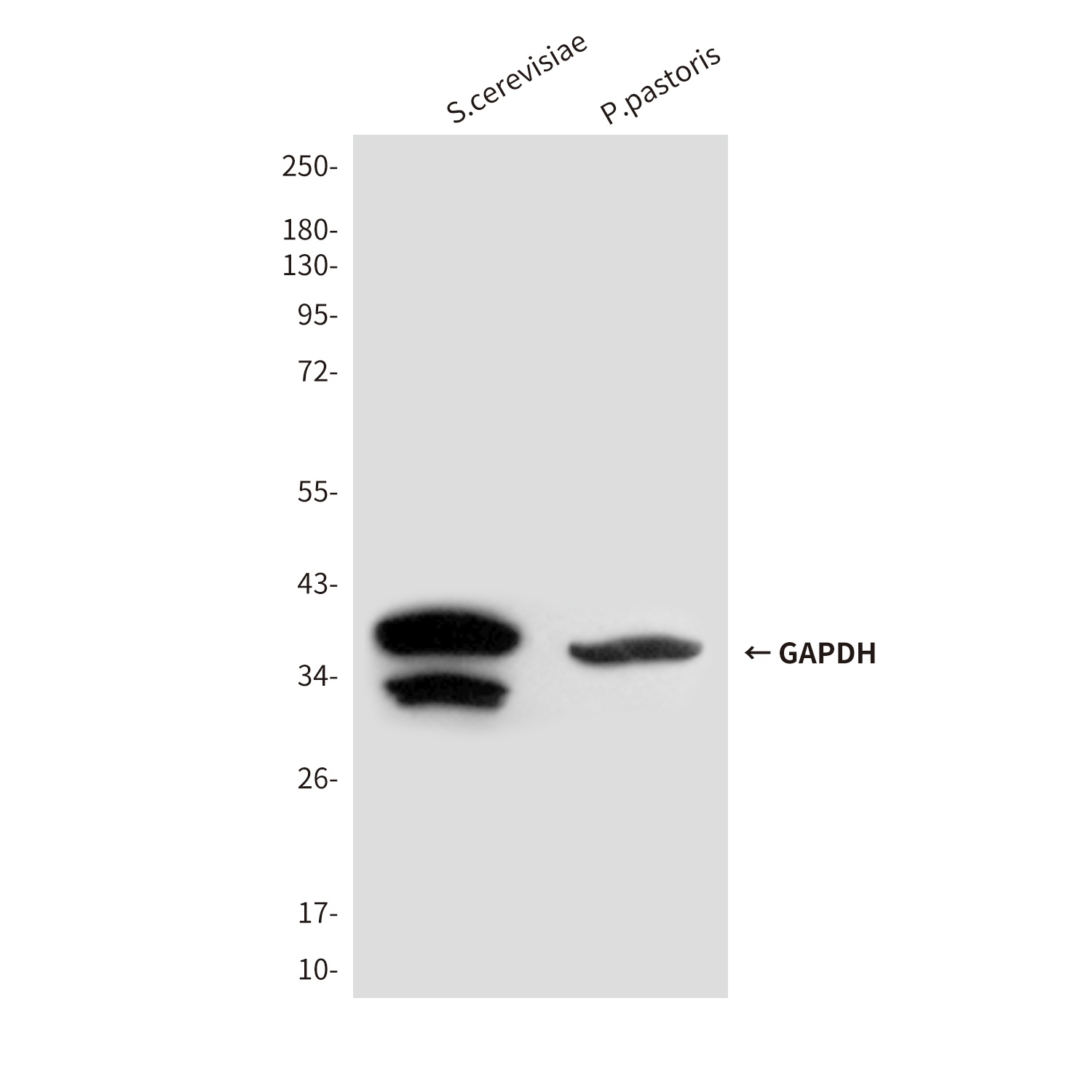 GAPDH Antibody