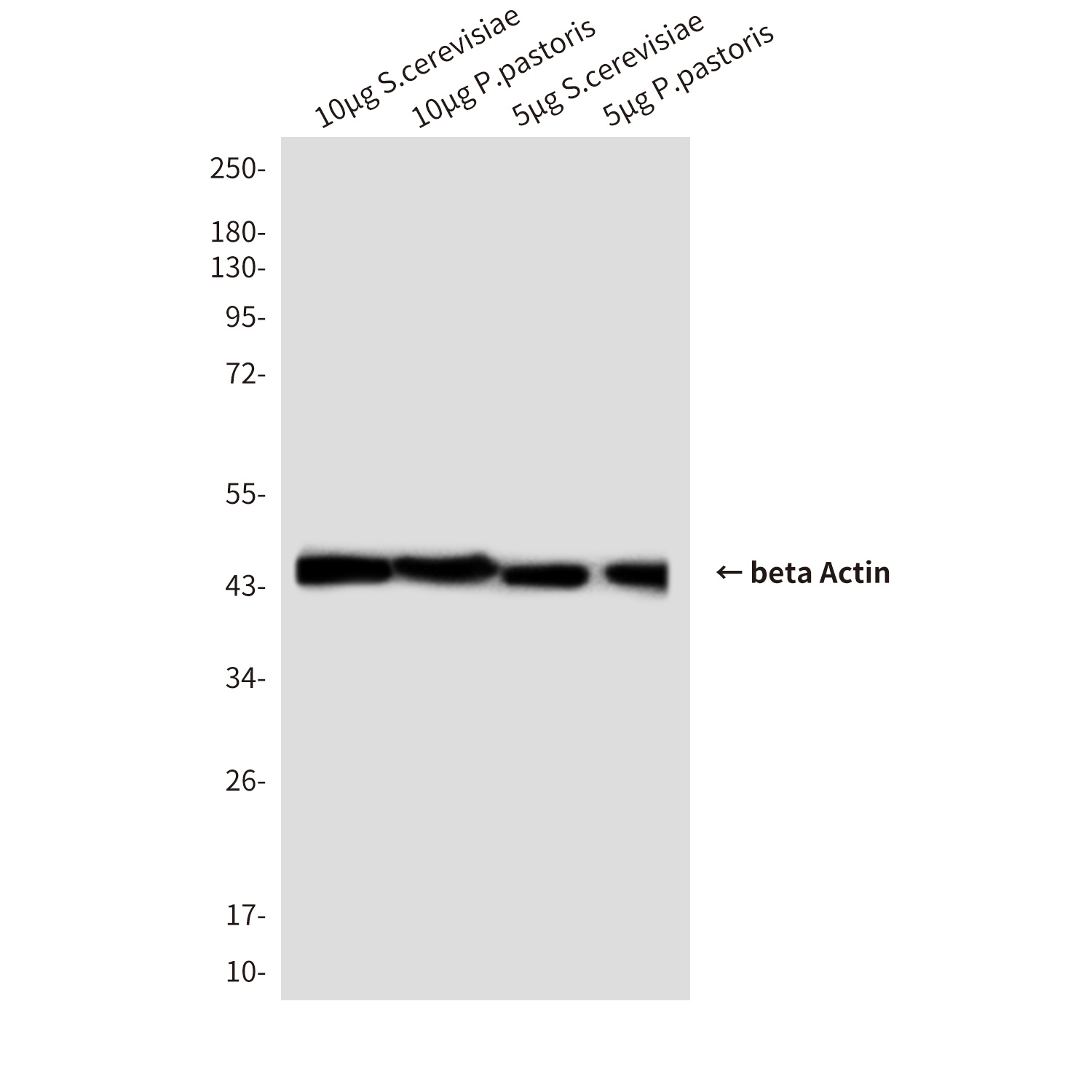 beta Actin (8F10) Mouse mAb
