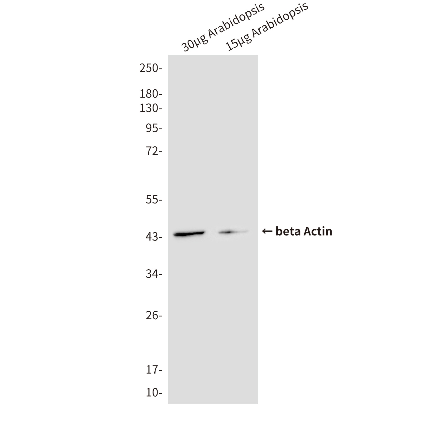 beta Actin (8F10) Mouse mAb