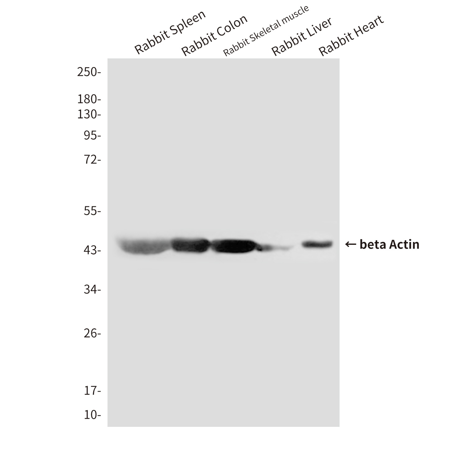 ACTB Antibody