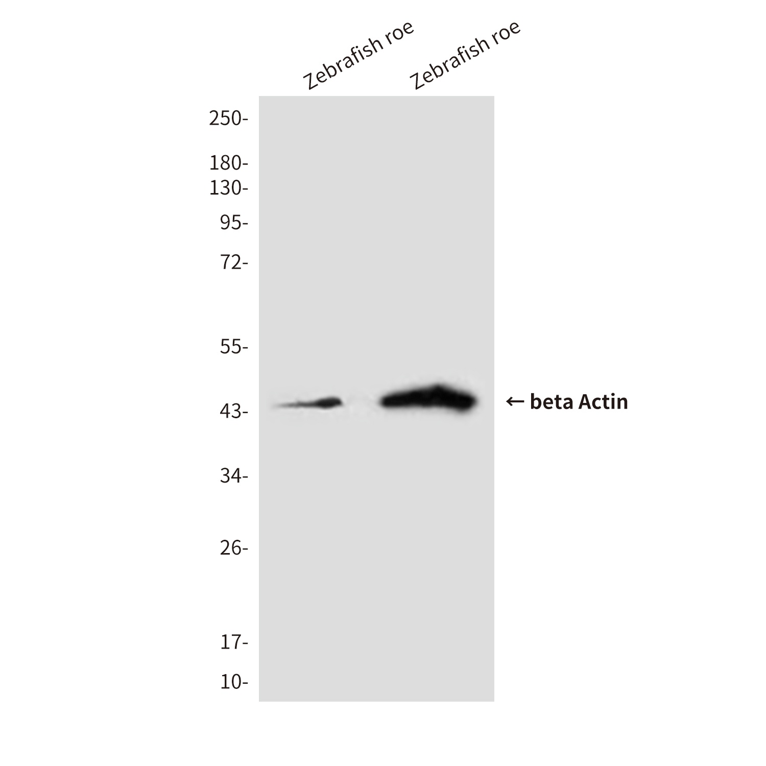 beta Actin (8F10) Mouse mAb