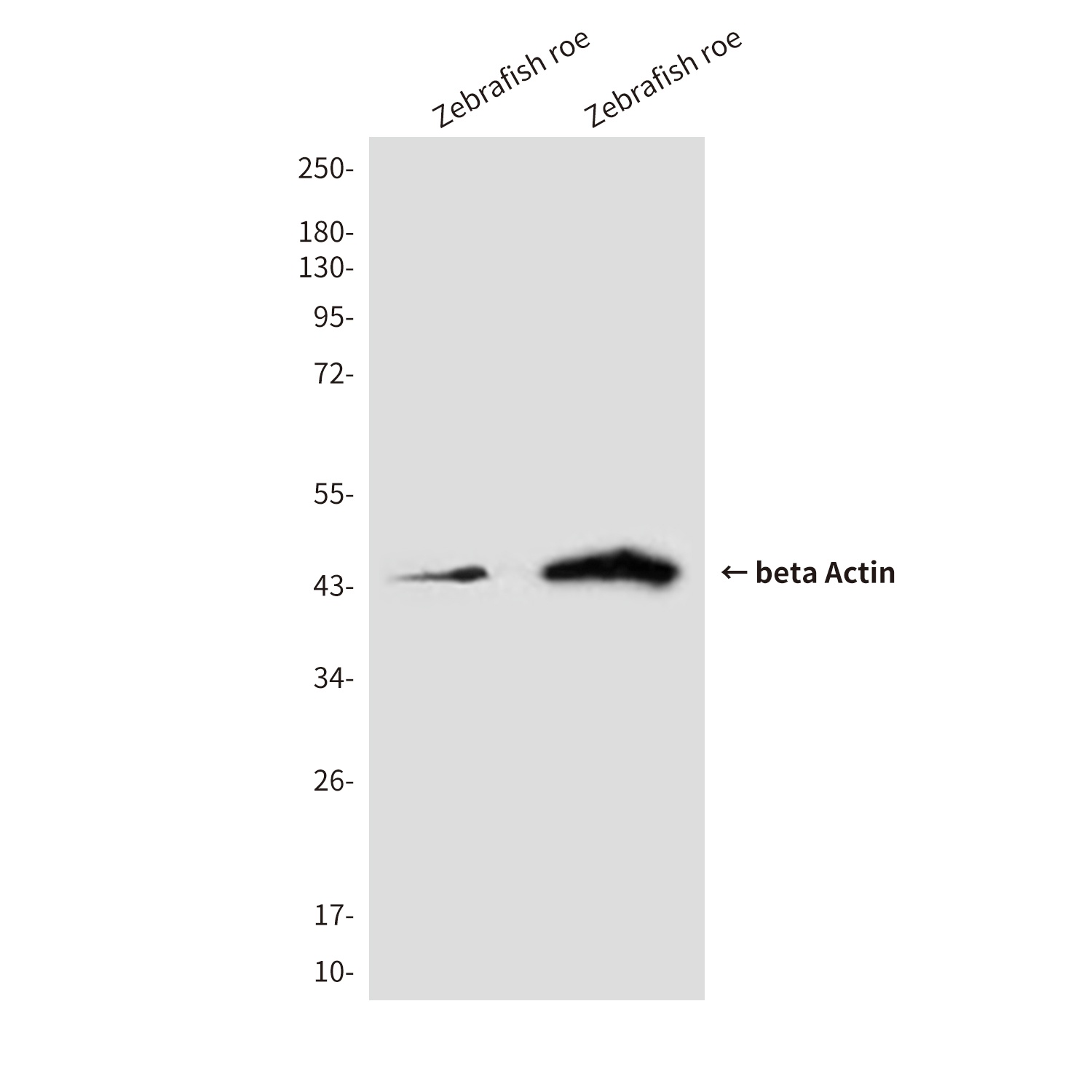 ACTB Antibody