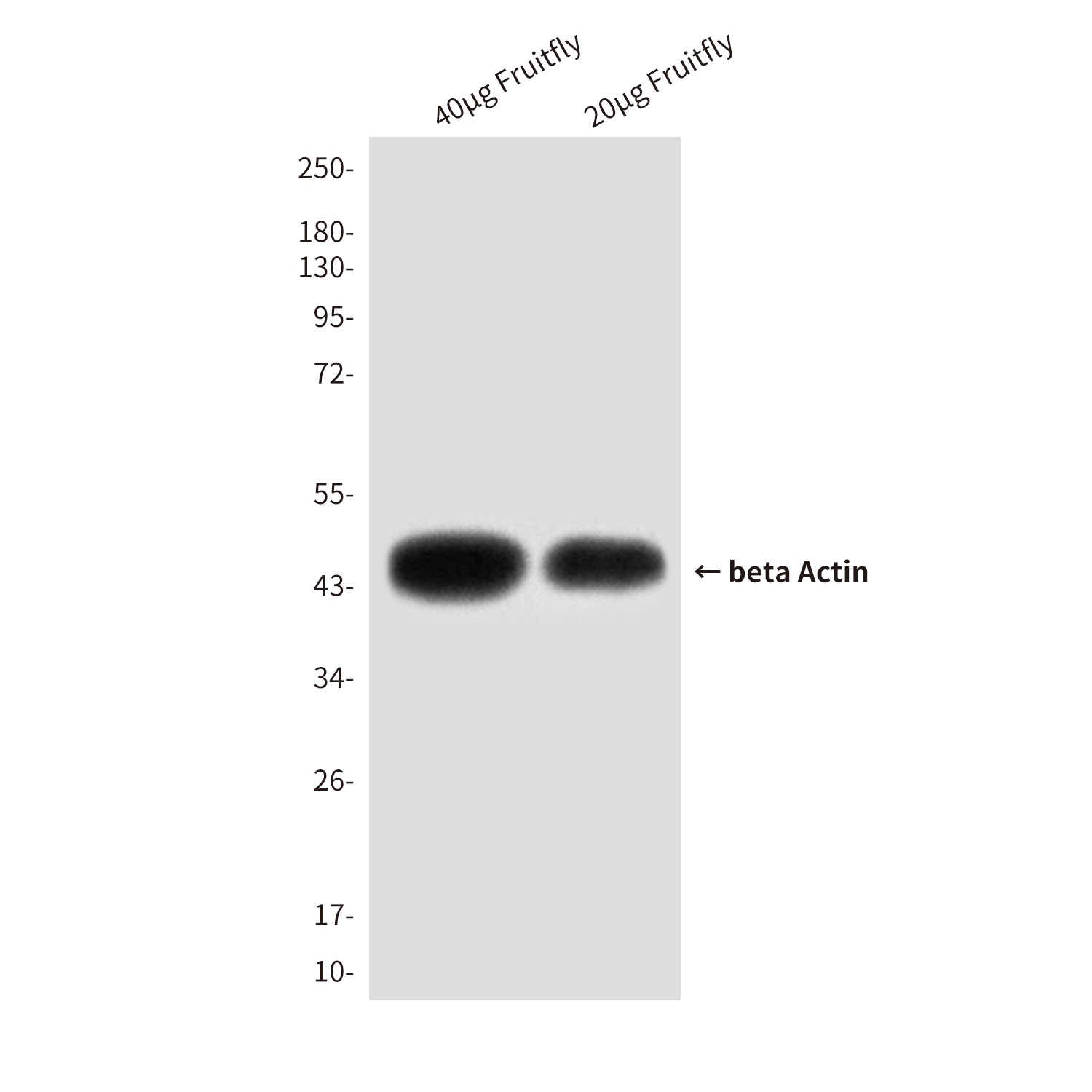 beta Actin (8F10) Mouse mAb