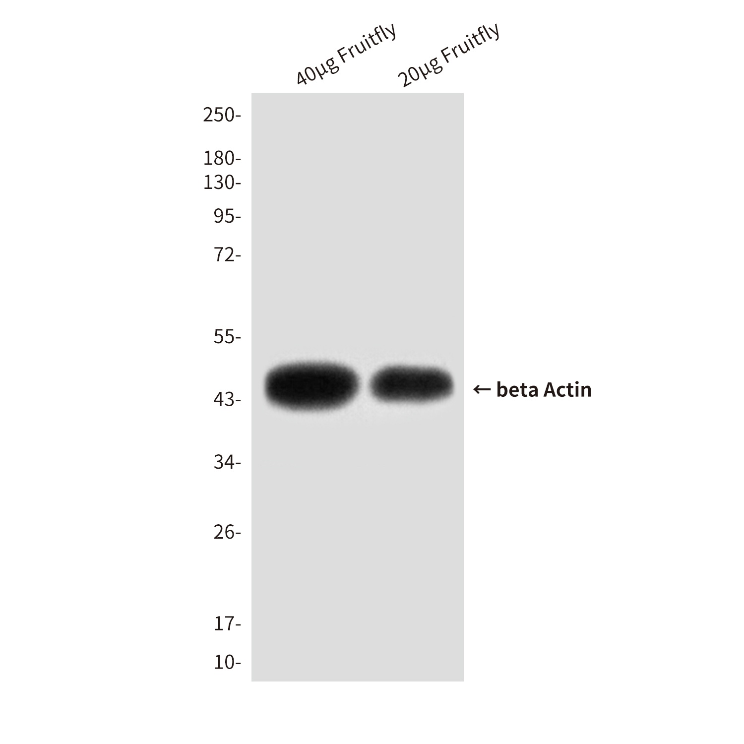 ACTB Antibody