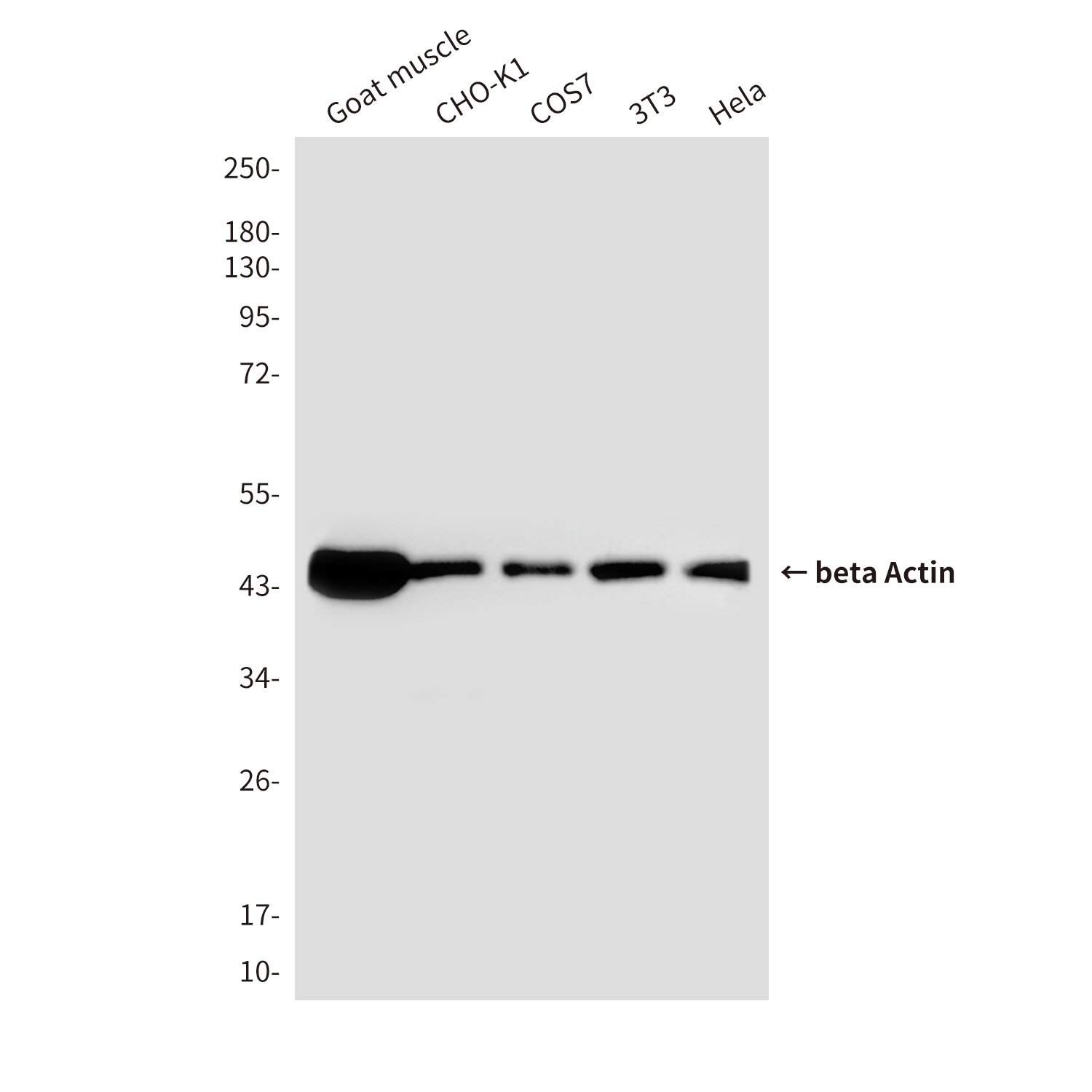 ACTB Antibody