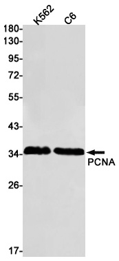 PCNA Rabbit mAb
