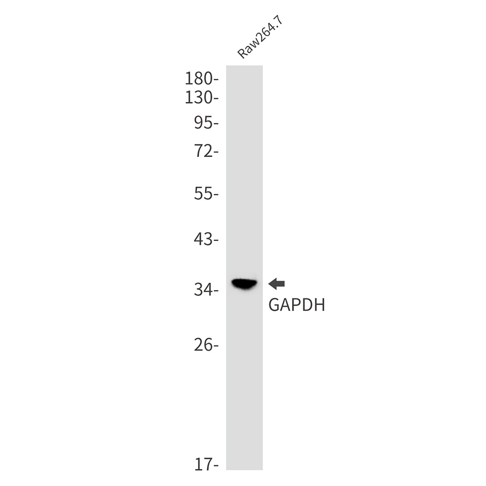 GAPDH Antibody