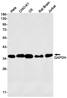GAPDH Antibody