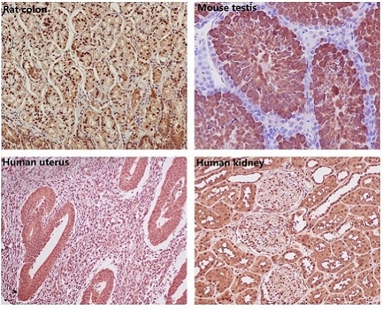 GAPDH Antibody