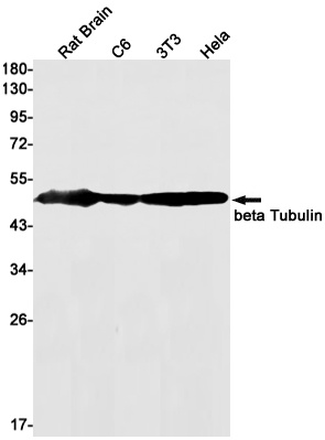 TUBB Antibody
