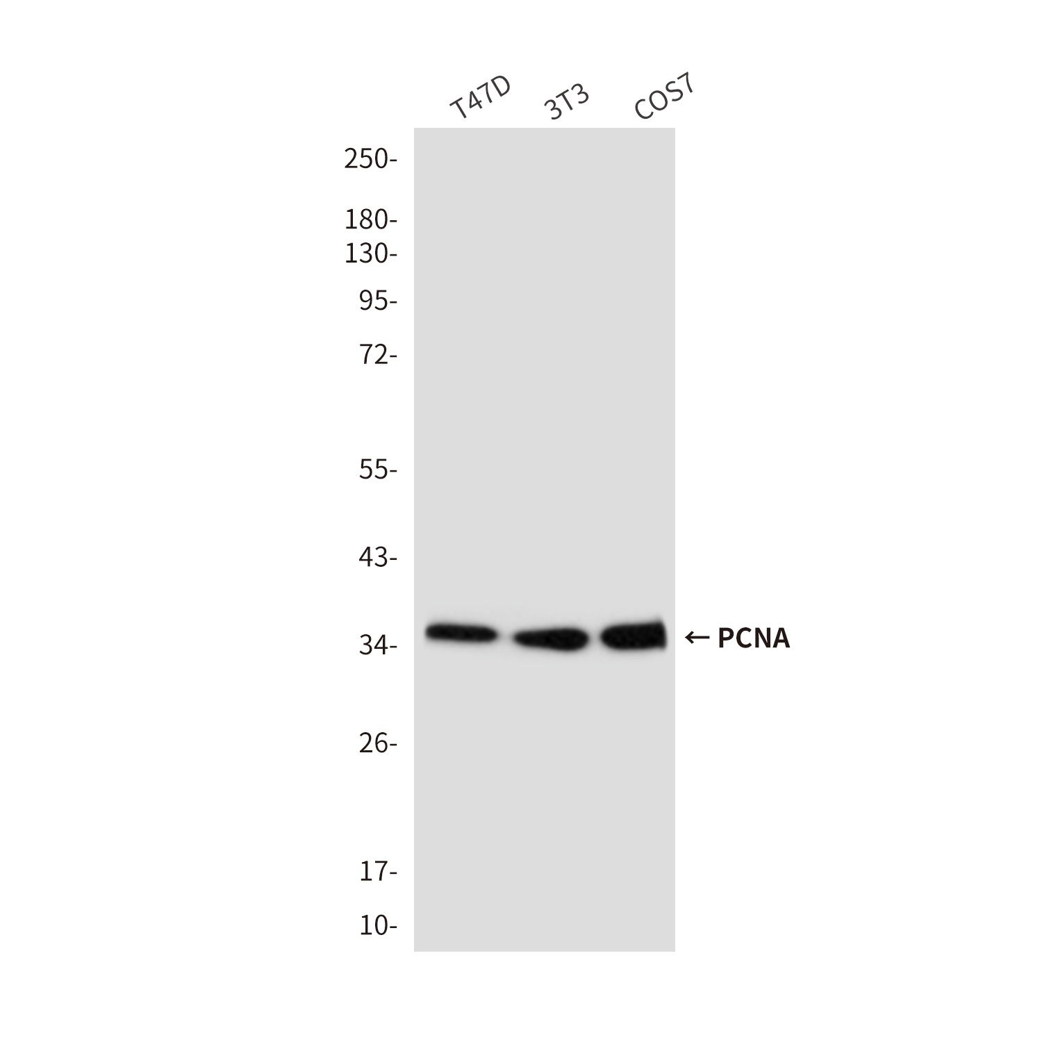 PCNA Antibody