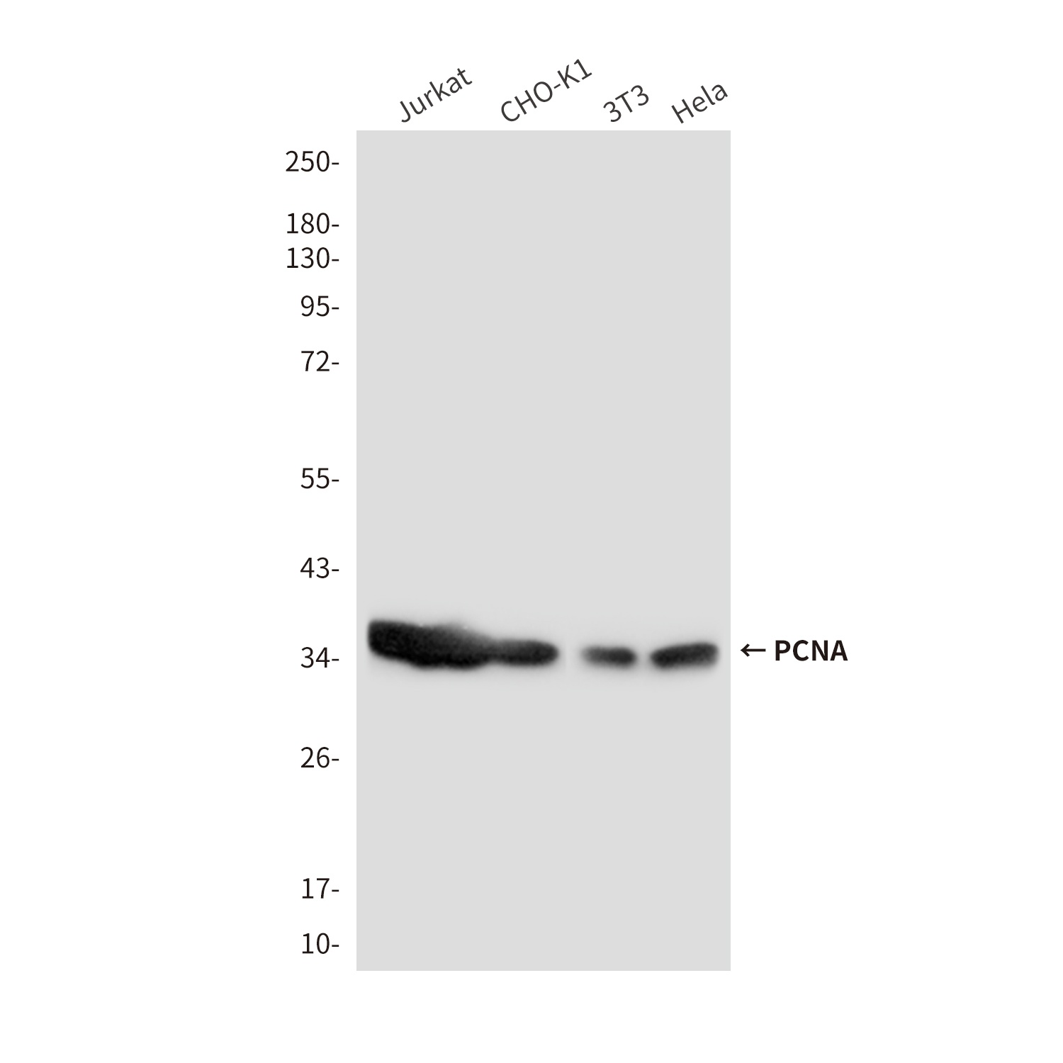 PCNA Antibody