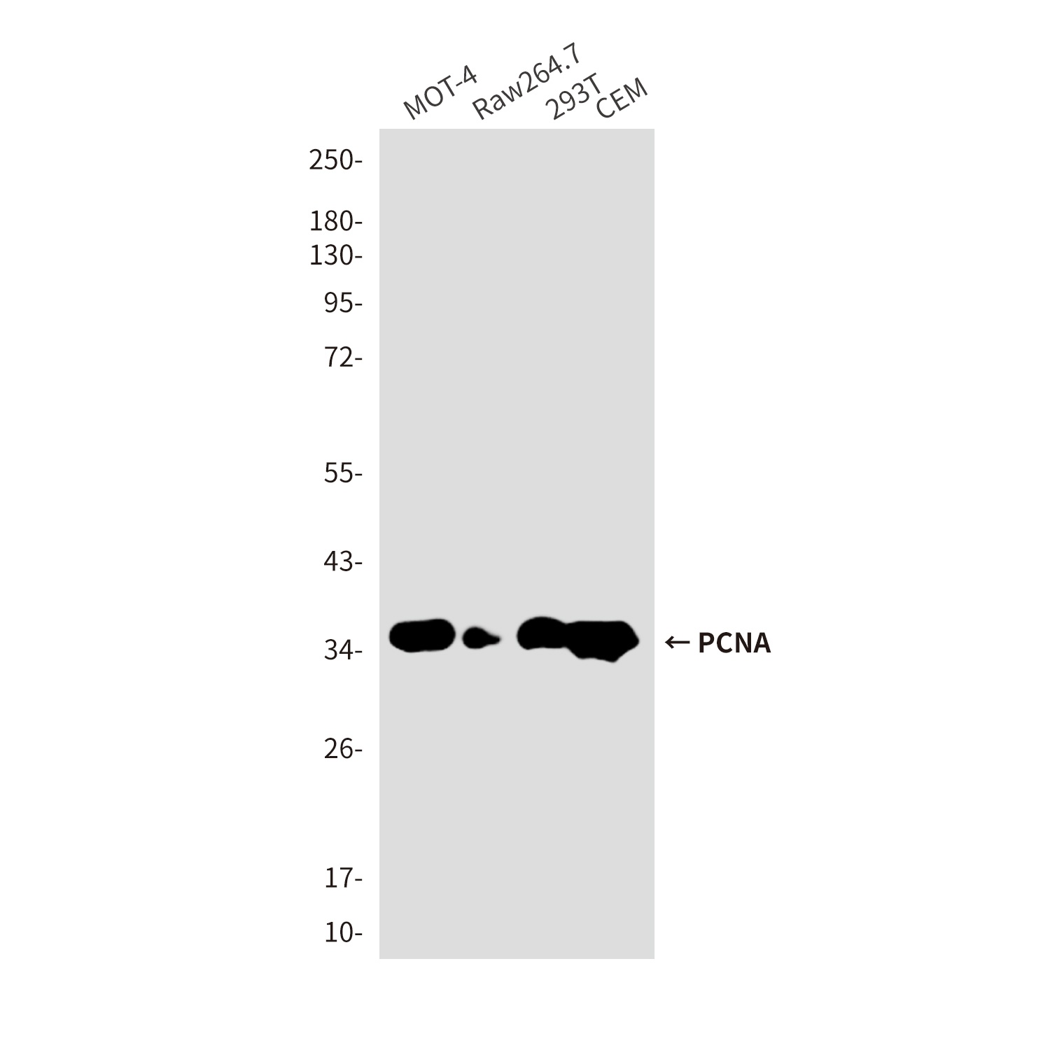 PCNA Antibody