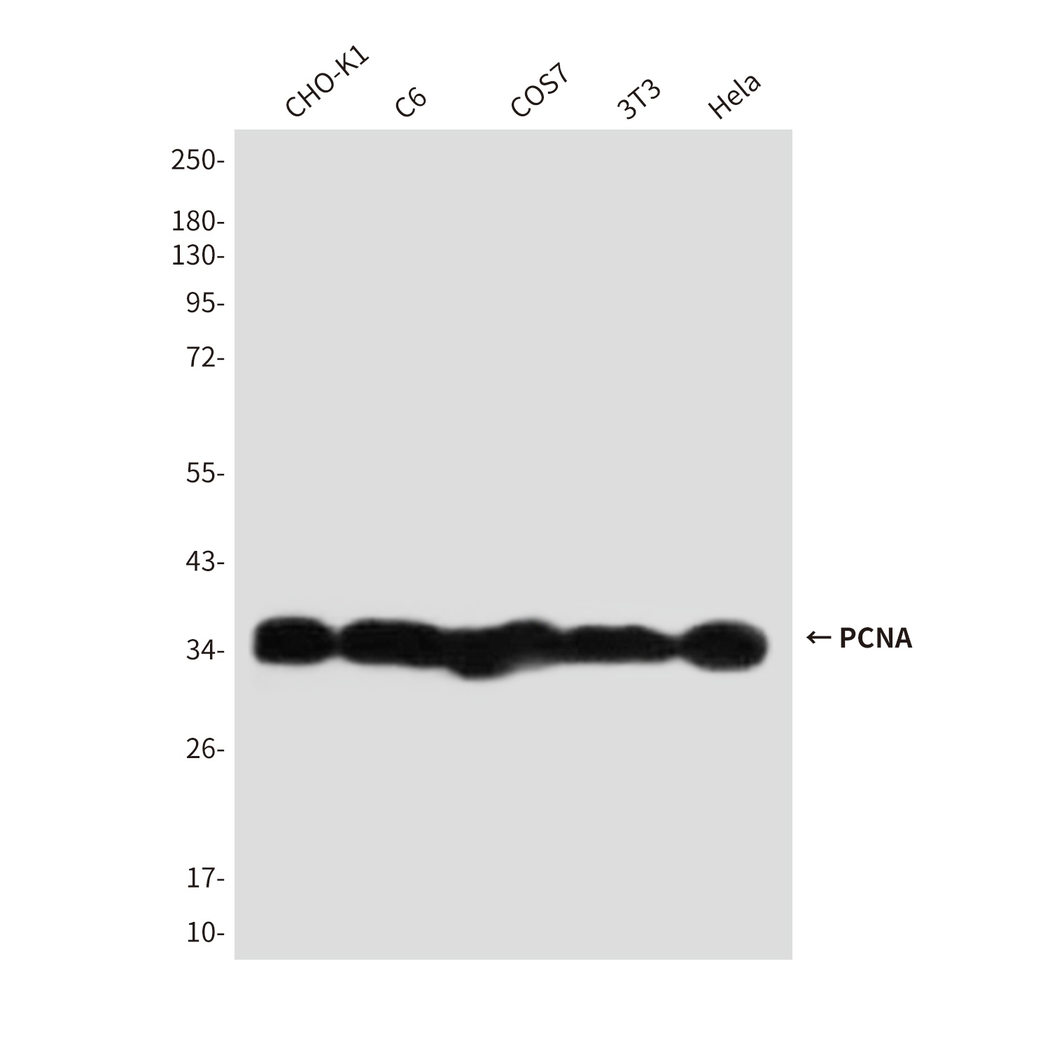 PCNA (6B12) Mouse mAb