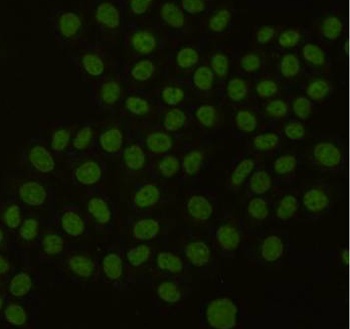 PCNA (6B12) Mouse mAb