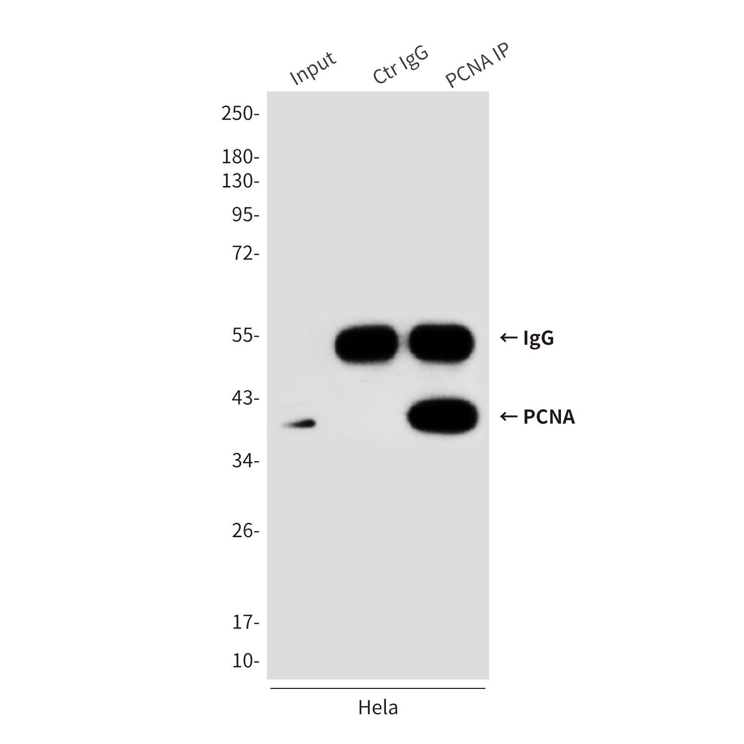 PCNA (6B12) Mouse mAb