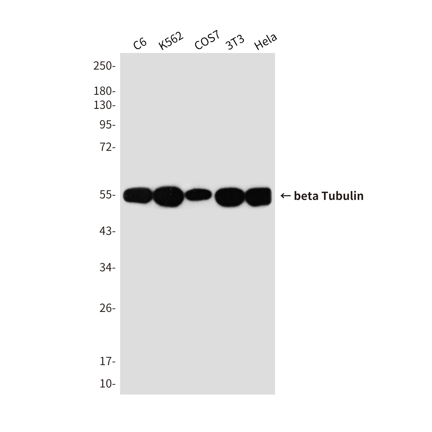 TUBB Antibody