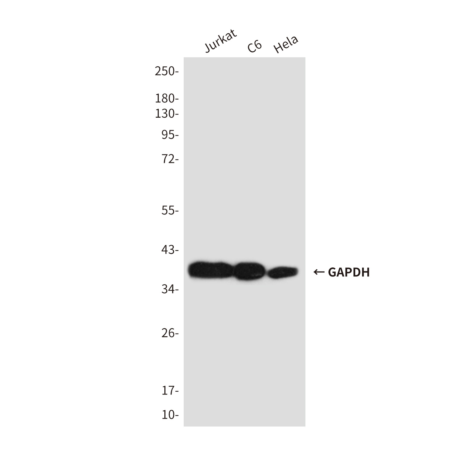 GAPDH Antibody