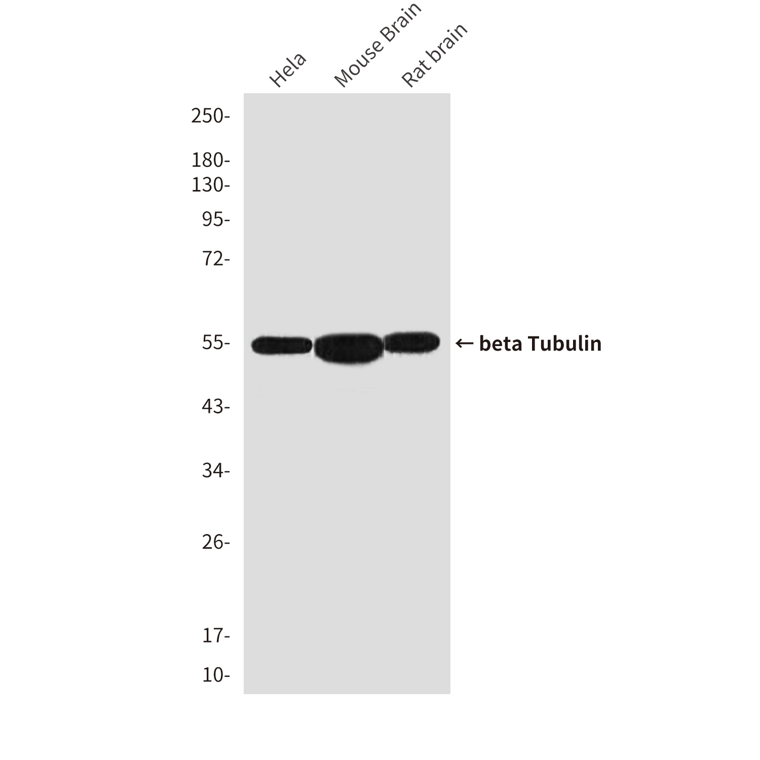 TUBB Antibody