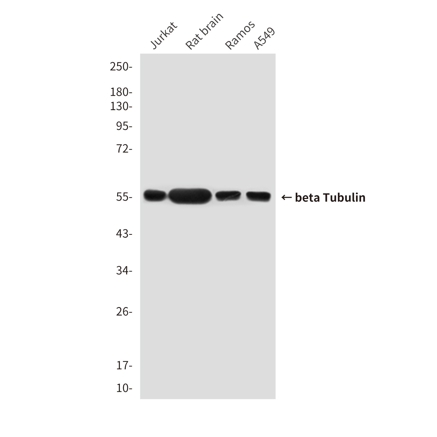 TUBB Antibody