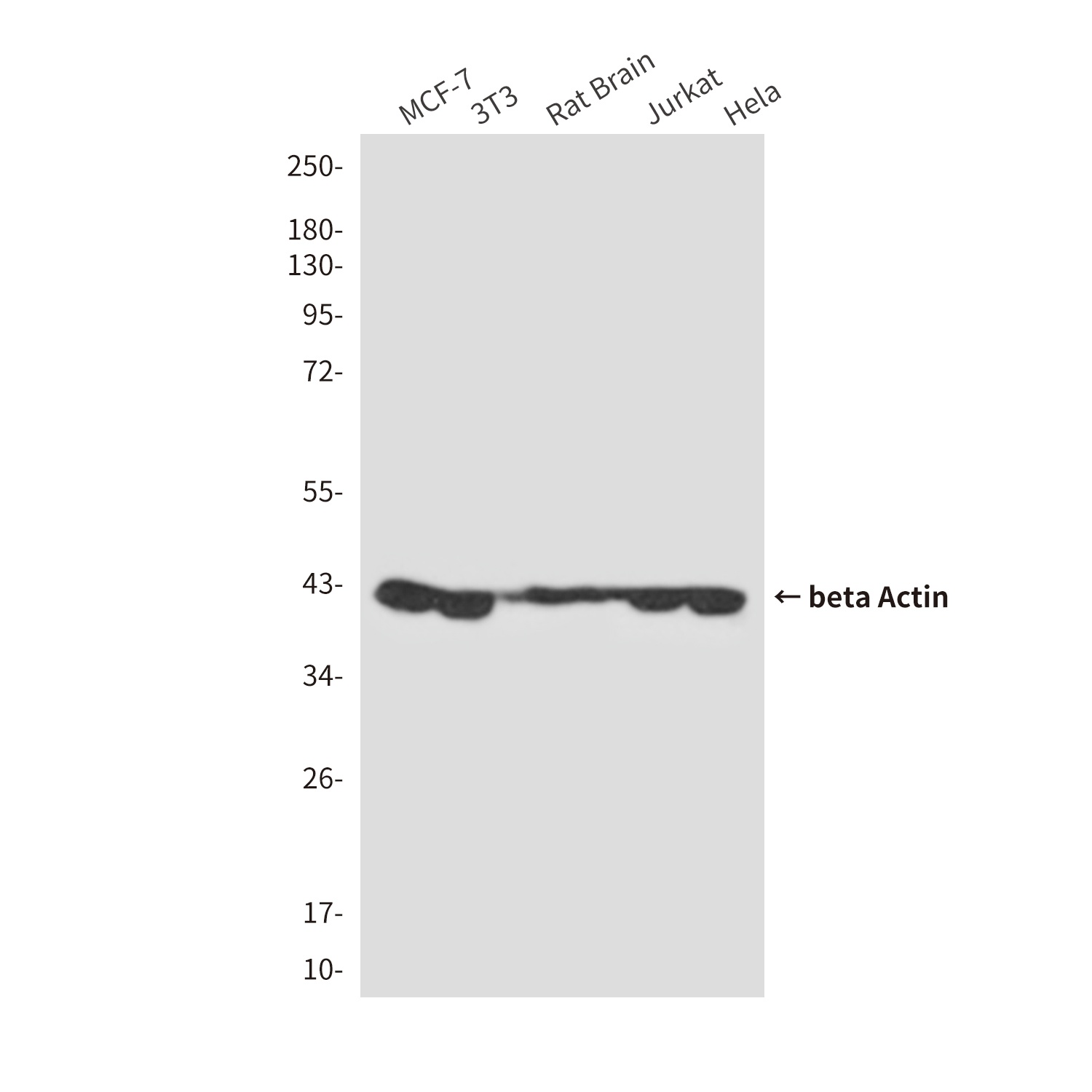 ACTB Antibody