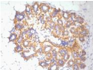 ACTB Antibody
